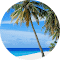Palm Tree : Laura Hitz Profile Picture